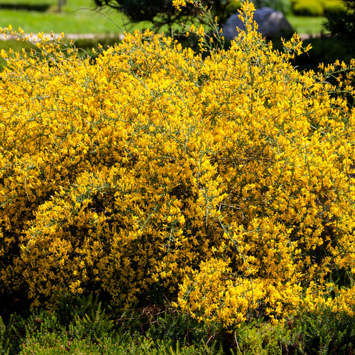 Steinginster (Genista lydia) - Gelb - sommergrün - winterhart - bienenfreundlich | Bild 1