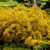Steinginster (Genista lydia) - Gelb - sommergrün - winterhart - bienenfreundlich | Bild 1