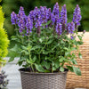 Steppen-Salbei (Salvia nemorosa) - Violett - sommergrün - winterhart | Bild 3