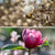 Stern- & Tulpen-Magnolien Set, 2 Pflanzen - Rosa - winterhart | Bild 1