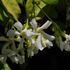 Sternjasmin (Trachelospermum jasminoides ') - Weiß - immergrün - winterhart | Bild 1