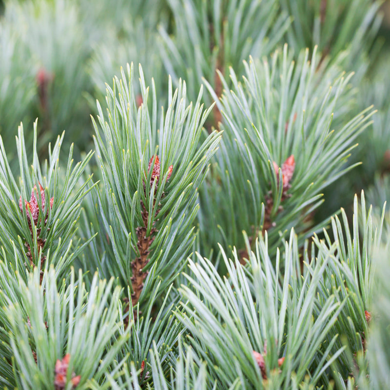 Strauch-Wald-Kiefer 'Watereri' (Pinus sylvestris 'Watereri') - Grün - immergrün - winterhart | Bild 1