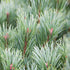 Strauch-Wald-Kiefer 'Watereri' (Pinus sylvestris 'Watereri') - Grün - immergrün - winterhart | Bild 1