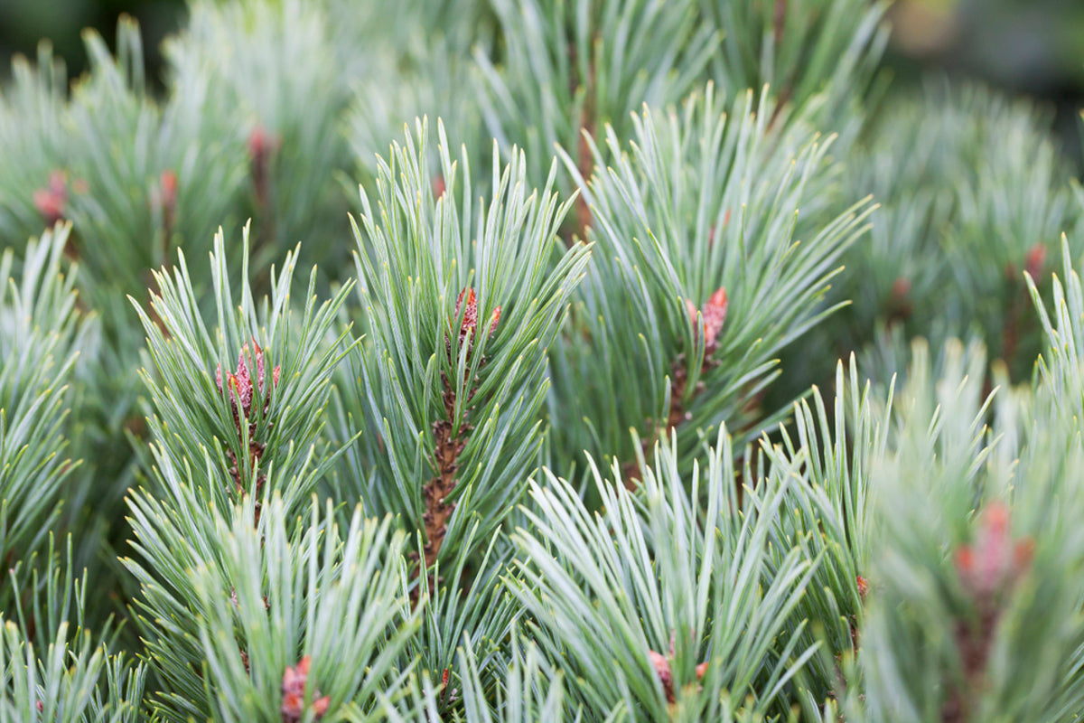 Strauch-Wald-Kiefer 'Watereri' (Pinus sylvestris 'Watereri') - Grün - immergrün - winterhart | Bild 2