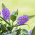 Strauchveronika, Weiß - Violett | Bild 1