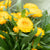 Strohblume (Helichrysum bracteatum) - Gelb | Bild 1