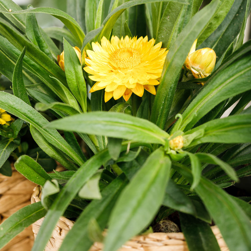 Strohblume (Helichrysum bracteatum) - Gelb | Bild 3