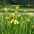 Sumpfschwertlilie (Iris pseudacorus) - Grün - sommergrün - winterhart | Bild 2