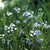 Sumpfvergissmeinnicht (Myosotis palustris) - Grün - winterhart | Bild 1