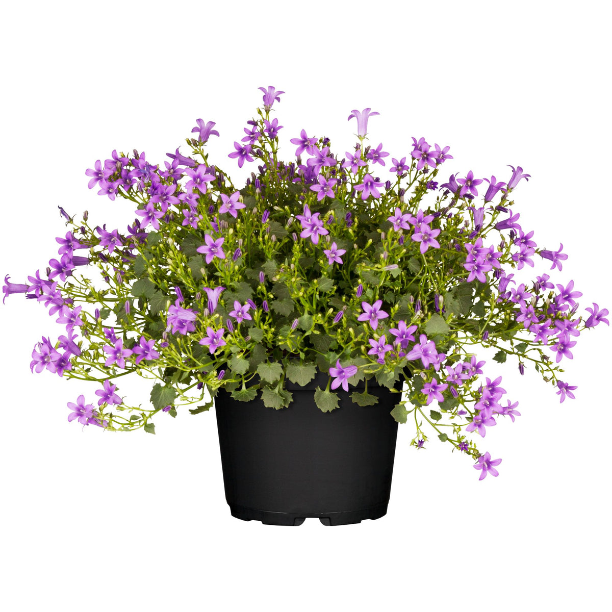 Teppich - Glockenblume  (Campanula poscharskyana) - Violett - sommergrün - winterhart | Bild 1