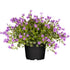 Teppich - Glockenblume  (Campanula poscharskyana) - Violett - sommergrün - winterhart | Bild 1