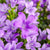 Teppich - Glockenblume  (Campanula poscharskyana) - Violett - sommergrün - winterhart | Bild 2