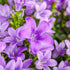 Teppich - Glockenblume  (Campanula poscharskyana) - Violett - sommergrün - winterhart | Bild 2