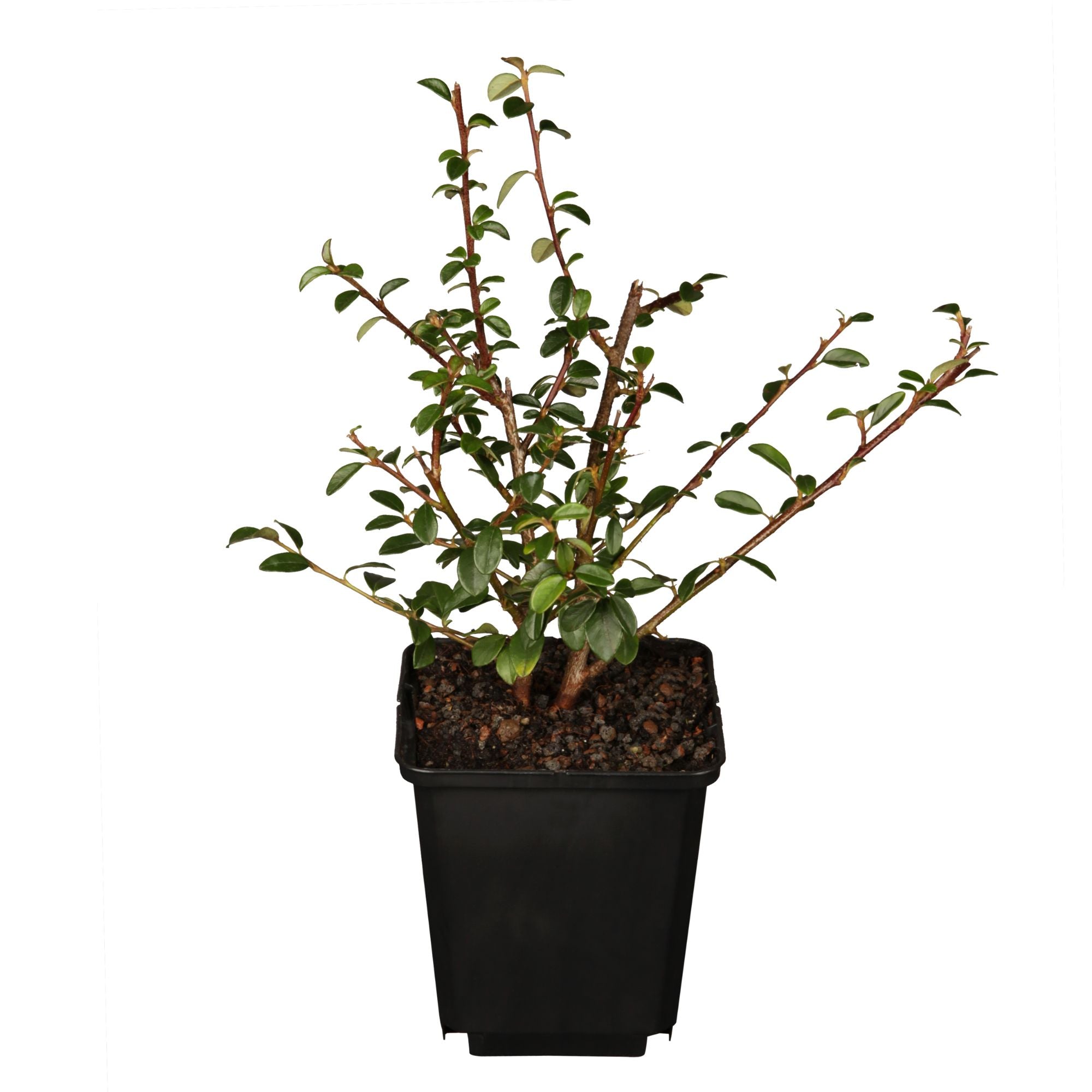 Teppichmispel 'Coral Beauty', 12er-Set (Cotoneaster dammeri 'Coral Beauty') - Weiß - immergrün - winterhart | Bild 1