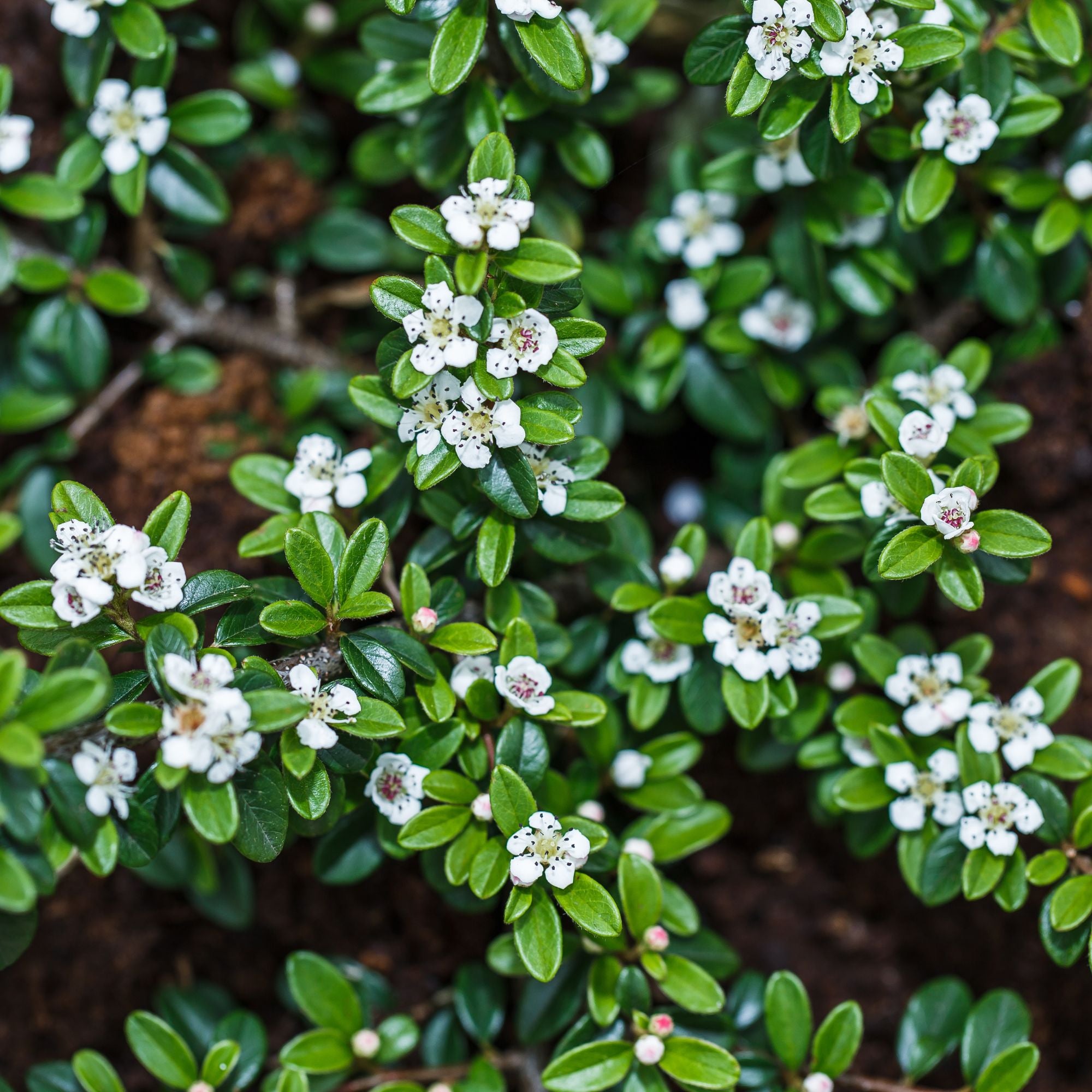 Teppichmispel 'Coral Beauty' (Cotoneaster dammeri 'Coral Beauty') - Weiß - winterhart | Bild 2