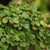 Teppichmispel 'Eichholz', 12er-Set (Cotoneaster dammeri 'Eichholz' ) - Grün - immergrün - winterhart | Bild 1