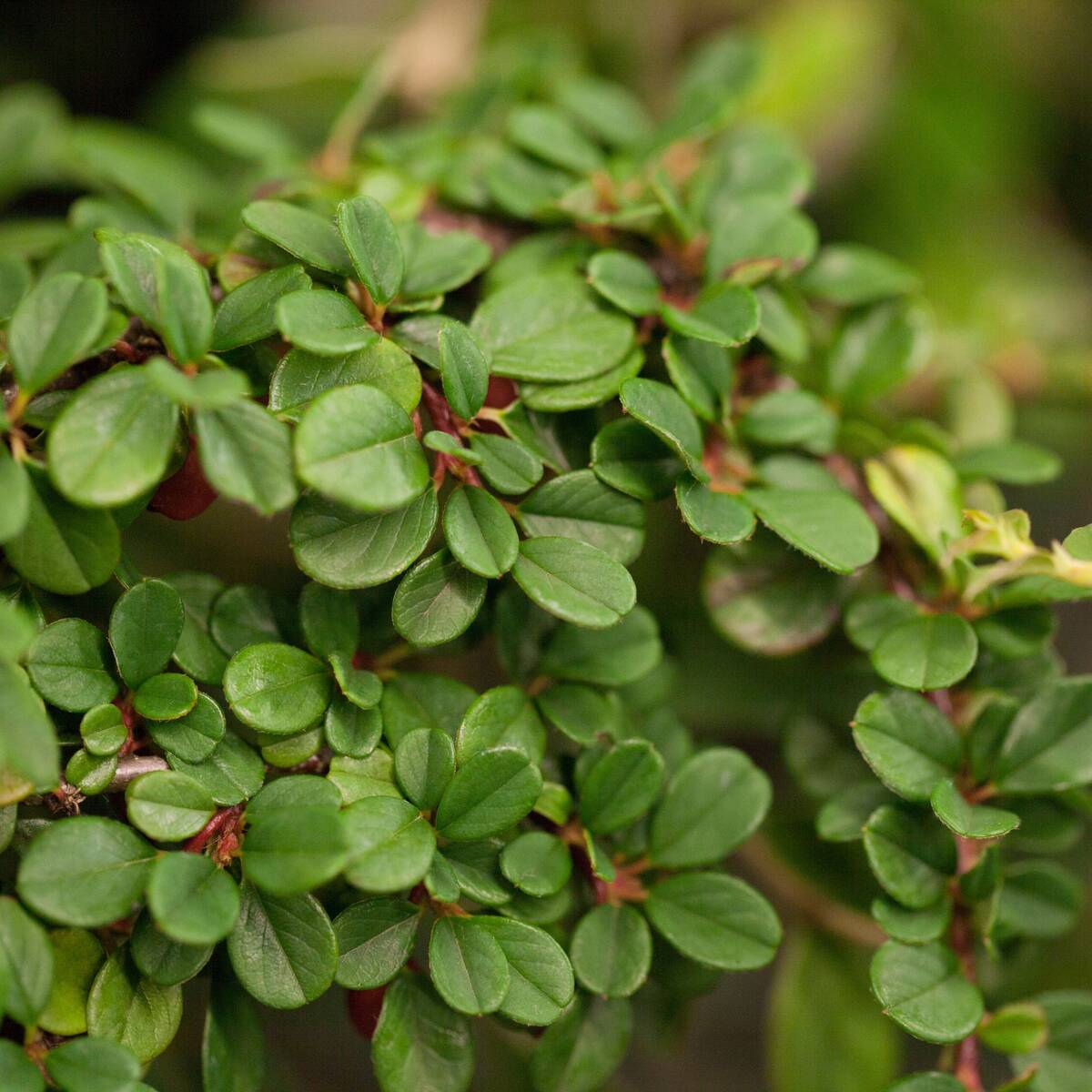 Teppichmispel 'Eicholz' (Cotoneaster dammeri 'Eicholz') - Grün - winterhart | Bild 1