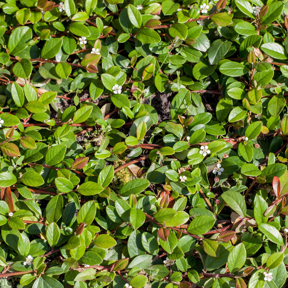 Teppichmispel 'Queen of Carpet', 12er-Set (Cotoneaster dammeri 'Queen of Carpet') - Weiß - immergrün - winterhart | Bild 2