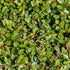 Teppichmispel 'Queen of Carpet', 12er-Set (Cotoneaster dammeri 'Queen of Carpet') - Weiß - immergrün - winterhart | Bild 2