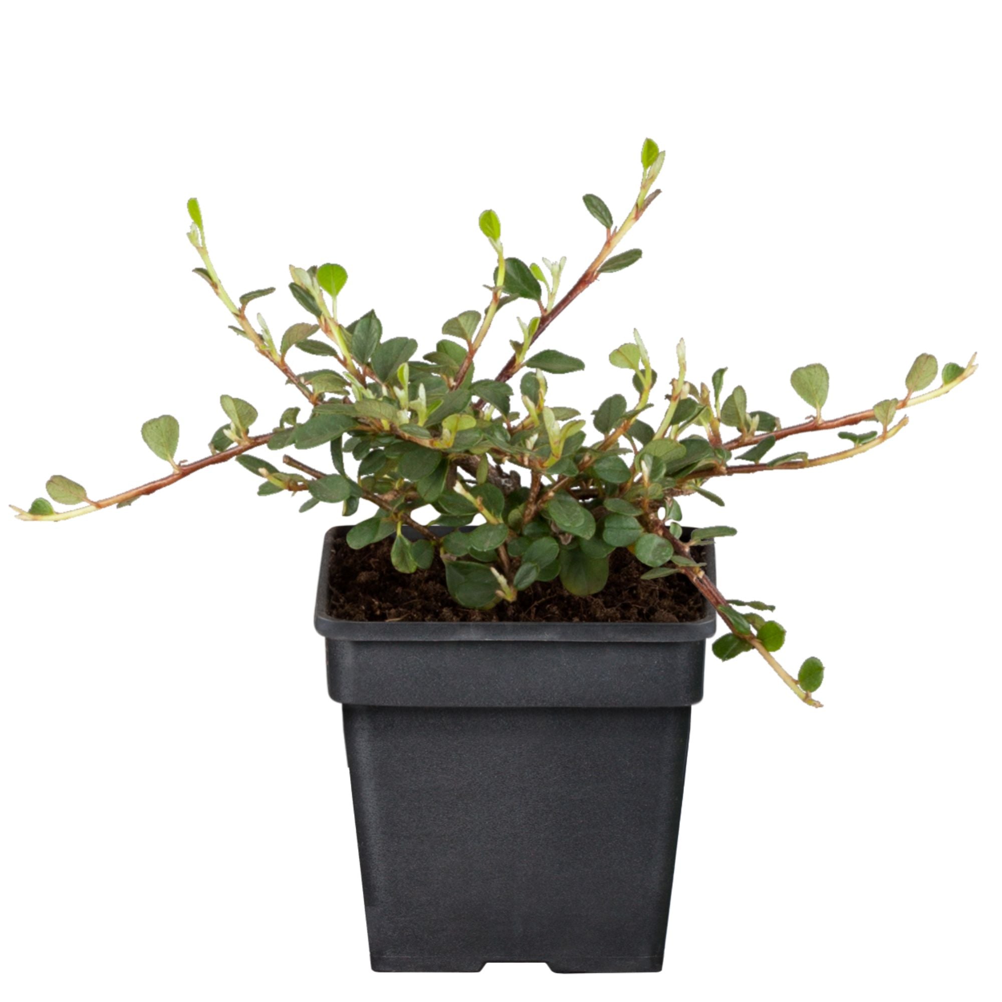 Teppichmispel 'Queen of Carpet' (Cotoneaster dammeri 'Queen of Carpet') - Weiß - winterhart | Bild 1