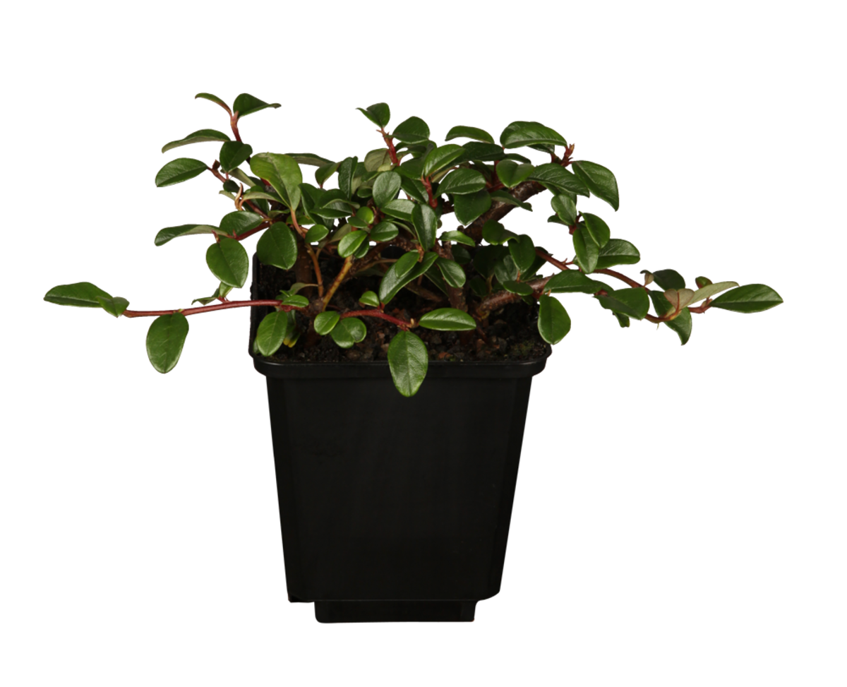 Teppichmispel 'Radicans', 12er-Set (Cotoneaster dammeri 'Radicans') - Weiß - immergrün - winterhart | Bild 1
