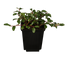 Teppichmispel 'Radicans', 12er-Set (Cotoneaster dammeri 'Radicans') - Weiß - immergrün - winterhart | Bild 1