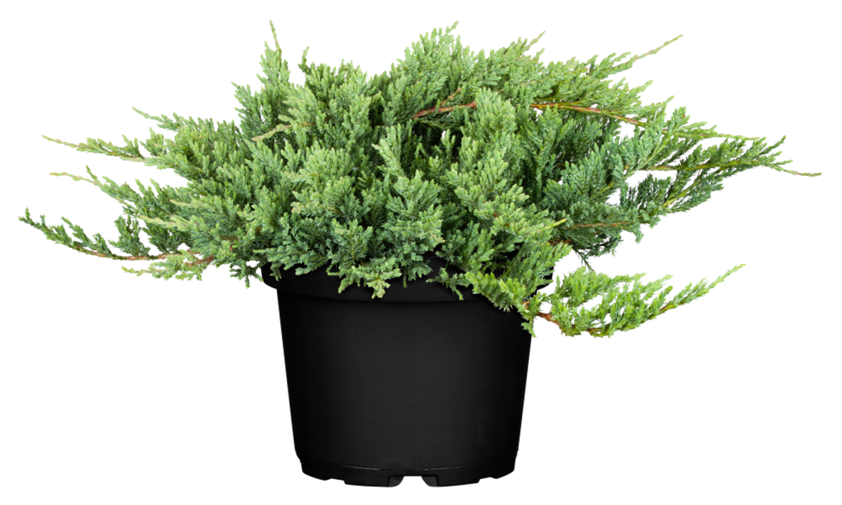 Teppichwacholder 'Blue Chip' (Juniperus horizontalis 'Blue Chip') - Grün - immergrün - winterhart | Bild 2