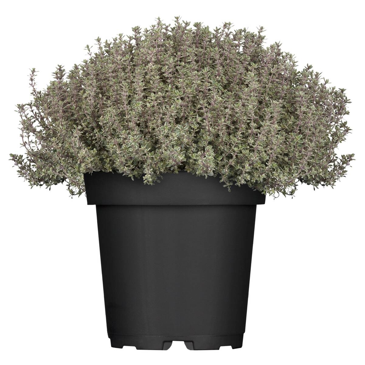 Thymian 'Silver Queen' - Violett - bienenfreundlich | Bild 2