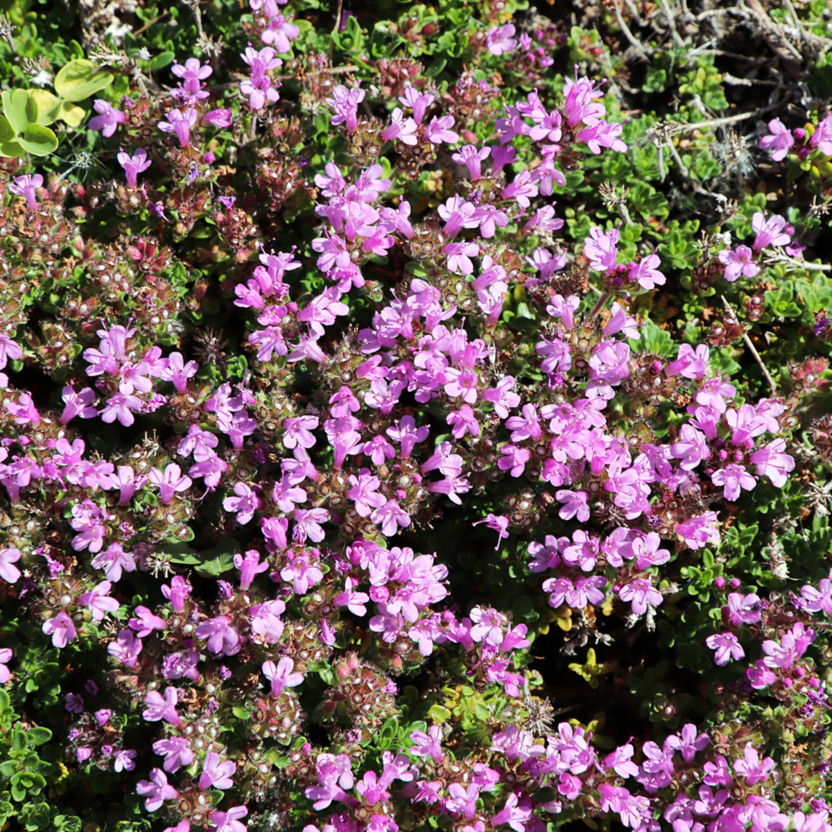 Thymian (Thymus praecox) - Rosa - immergrün - winterhart | Bild 1