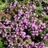 Thymian (Thymus praecox) - Rosa - immergrün - winterhart | Bild 1