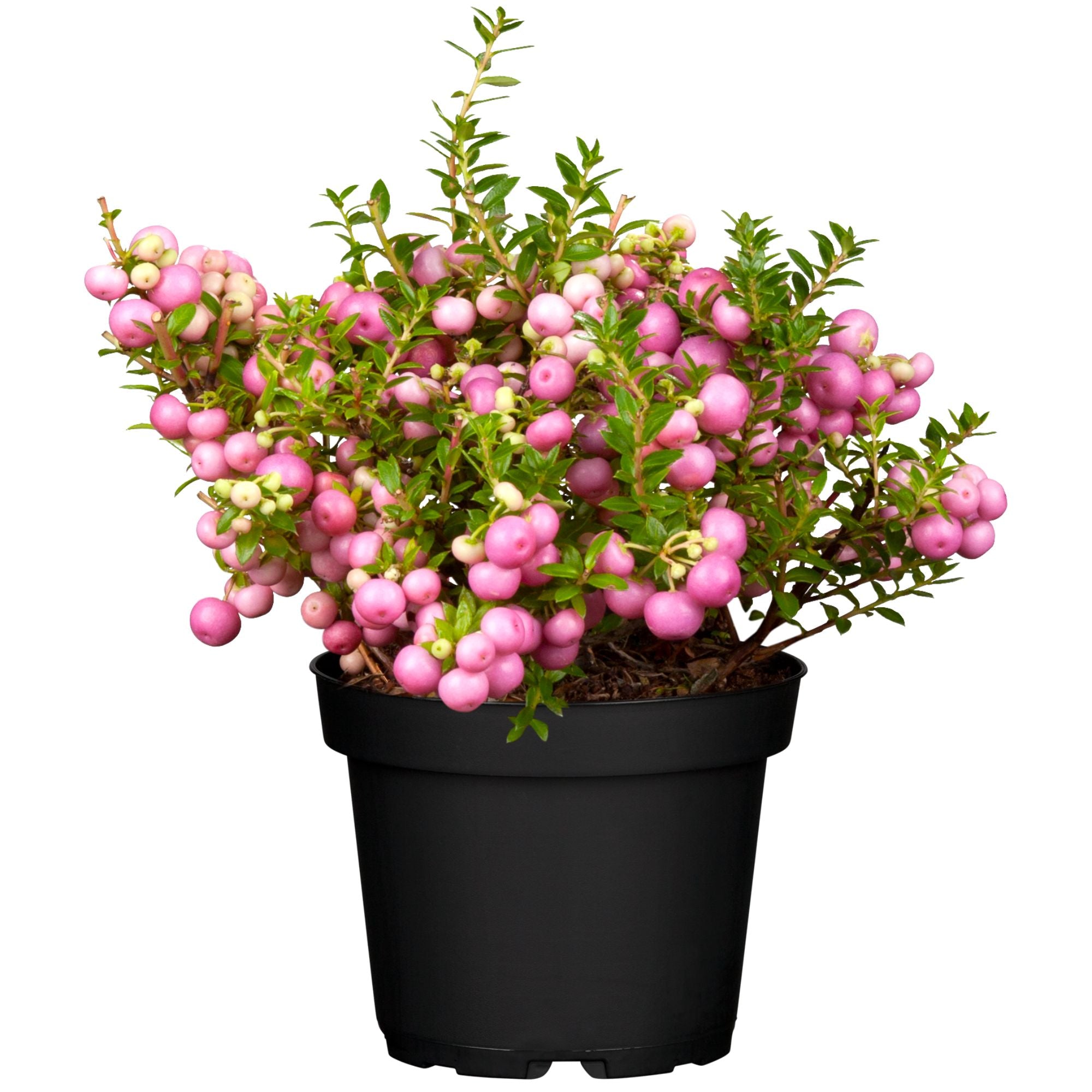 Torfmyrte (Pernettya mucronata) - Rosa - immergrün - winterhart | Bild 1