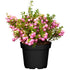 Torfmyrte (Pernettya mucronata) - Rosa - immergrün - winterhart | Bild 1