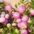 Torfmyrte (Pernettya mucronata) - Rosa - immergrün - winterhart | Bild 2