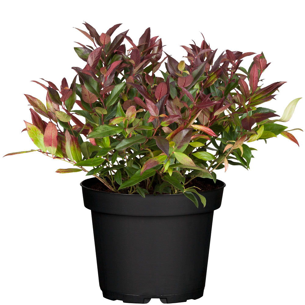 Traubenheide 'Scarletta' (Leucothoe 'Scarletta') - Weiß - immergrün - winterhart | Bild 1