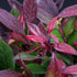 Traubenheide 'Scarletta' (Leucothoe 'Scarletta') - Weiß - immergrün - winterhart | Bild 2
