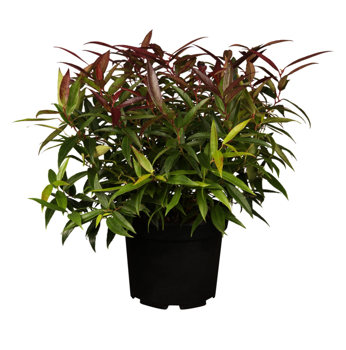 Traubenmyrthe 'Burning Love' (Leucothoe keiskei 'Burning Love') - Weiß - immergrün - winterhart | Bild 2