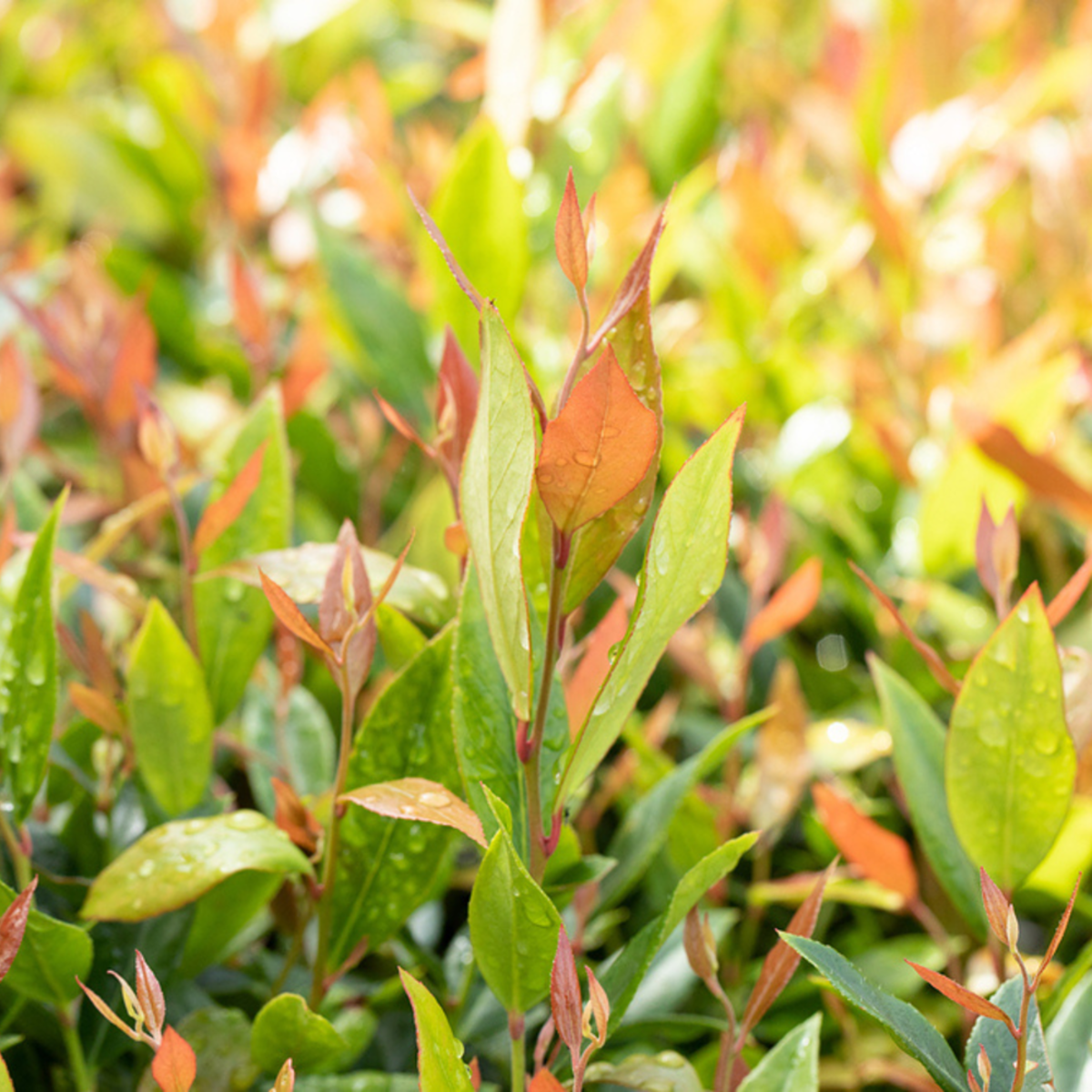 Traubenmyrthe 'Little Flames®' (Leucothoe fontanesiana 'Little Flames®') - Weiß - immergrün - winterhart | Bild 1