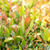 Traubenmyrthe 'Little Flames®' (Leucothoe fontanesiana 'Little Flames®') - Weiß - immergrün - winterhart | Bild 1