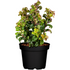 Traubenmyrthe 'Little Flames®' (Leucothoe fontanesiana 'Little Flames®') - Weiß - immergrün - winterhart | Bild 2