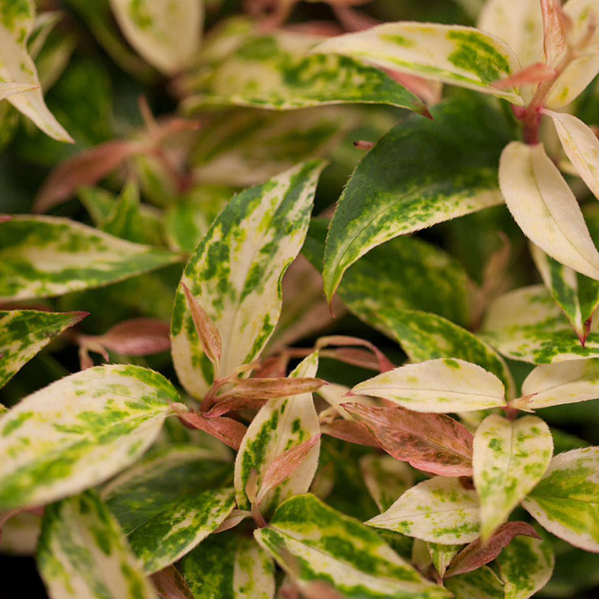 Traubenmyrthe 'Makijaz®' (Leucothoe walteri 'Makijaz®') - Weiß - immergrün - winterhart | Bild 1