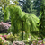 Trauerbirke 'Youngii' (Betula pendula 'Youngii') - Grün - sommergrün - winterhart | Bild 1