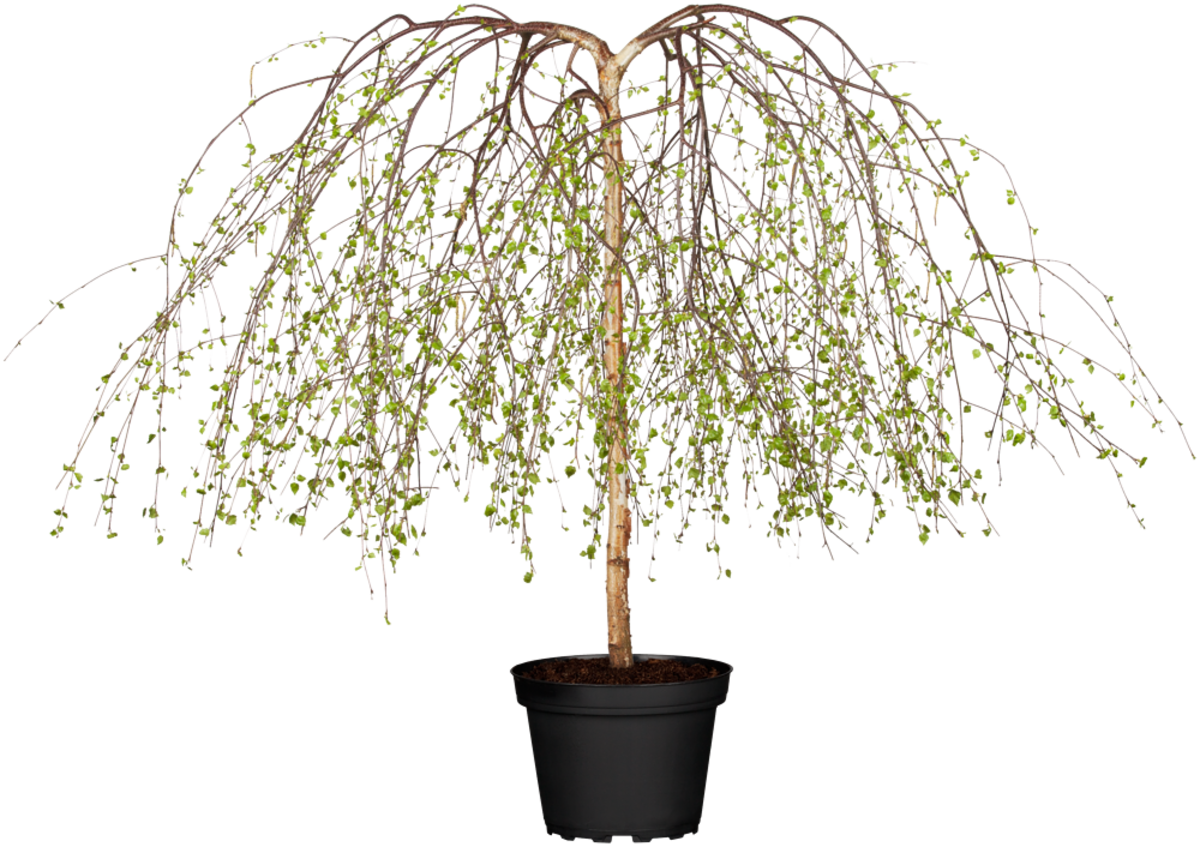 Trauerbirke 'Youngii' (Betula pendula 'Youngii') - Grün - sommergrün - winterhart | Bild 2