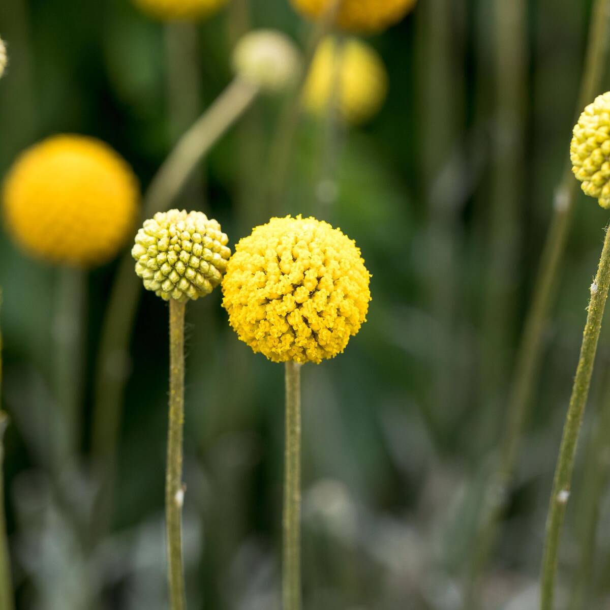 Trommelstöckchen (Craspedia globosa) - Gelb | Bild 1