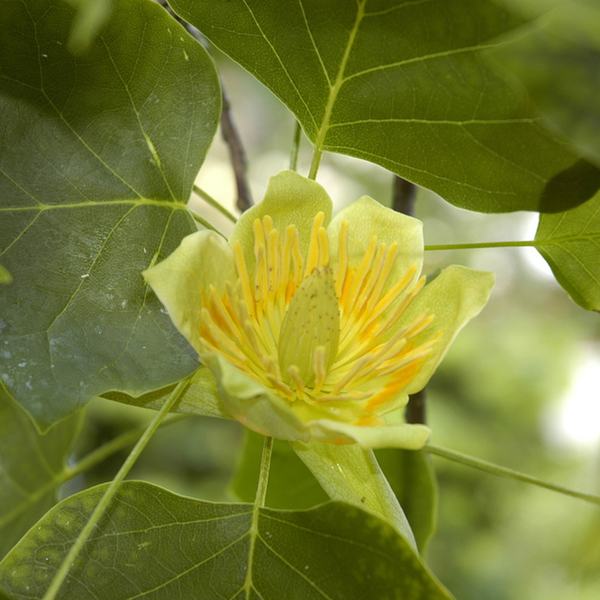 Tulpenbaum (Liriodendron tulipifera) - Gelb - sommergrün - winterhart | Bild 1
