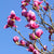 Tulpenmagnolie 'Nigra' (Magnolia lilliflora 'Nigra') - Rot - sommergrün - winterhart | Bild 2