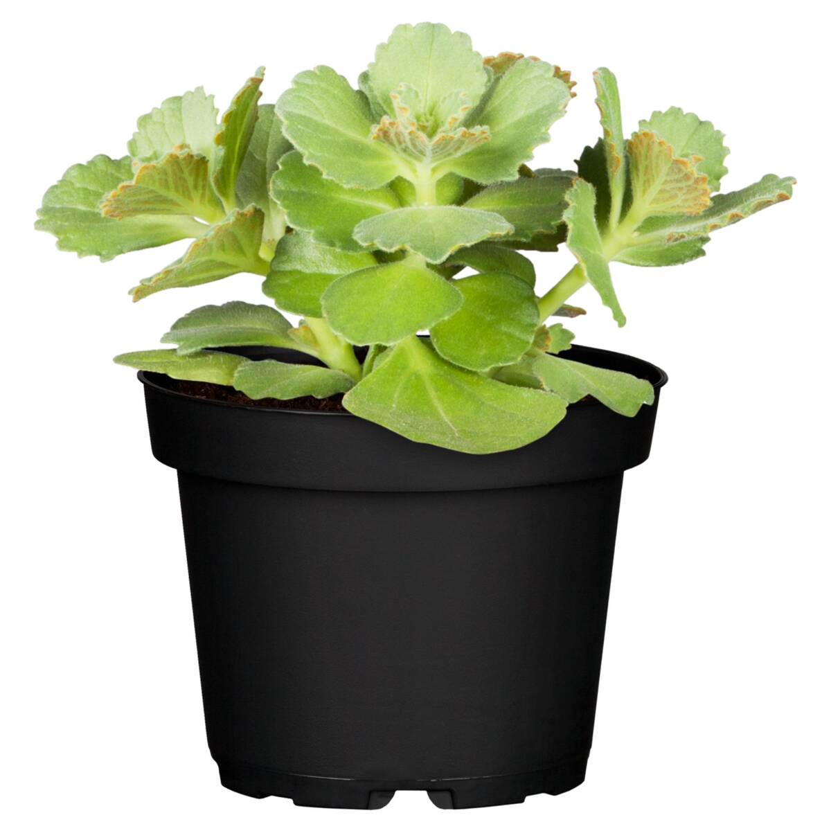 Verpiss-Dich®'-Pflanze (Coleus canina®) - Grün | Bild 1