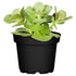 Verpiss-Dich®'-Pflanze (Coleus canina®) - Grün | Bild 1