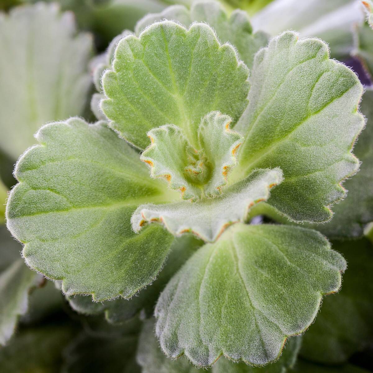Verpiss-Dich®'-Pflanze (Coleus canina®) - Grün | Bild 2