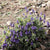 Verpiss-Dich®'-Pflanze (Coleus canina®) - Grün | Bild 3