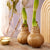 Wachs-Amaryllis  (Hippeastrum Hybriden) - Gold | Bild 2